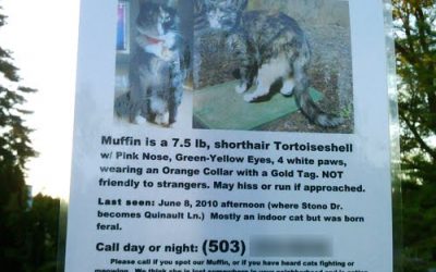 LOST CAT Update