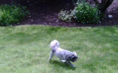 Early Summer in Portland