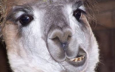 What Are Alpacas? The Crazy Things Kids Say
