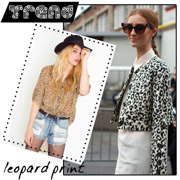 1.leopardtrend