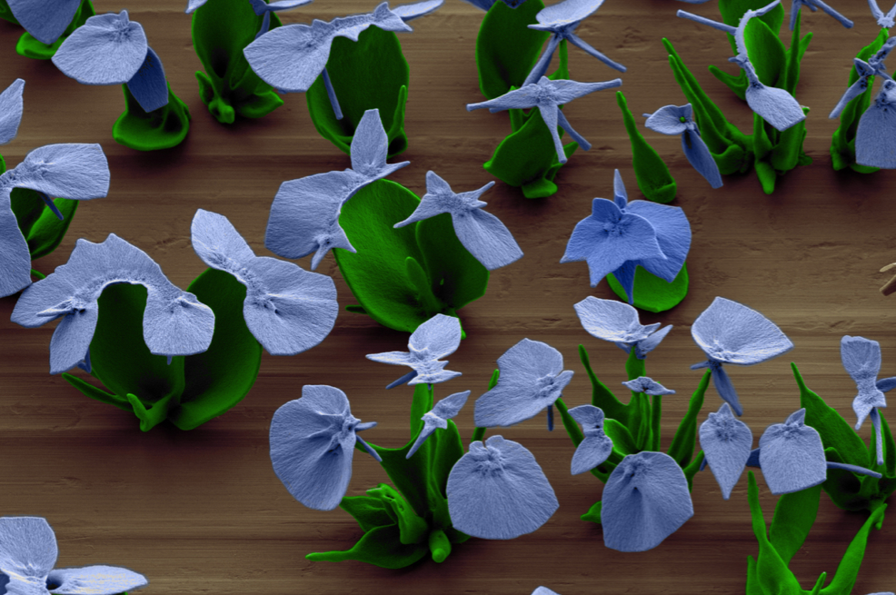 nanogarden