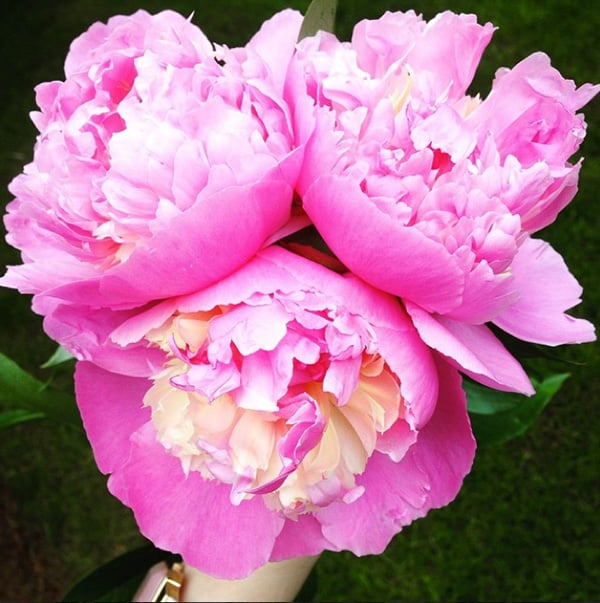 sorbet-peonies-flowers-spring-chic-steals